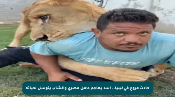 حادث مروع في ليبيا.. أسد يهاجم عامل مصري والشاب يتوسل لحياته